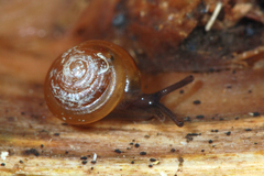 Euconulus