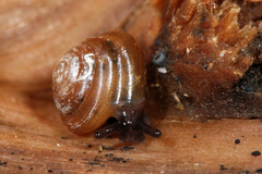 Euconulus