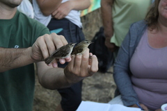Acrocephalus schoenobaenus