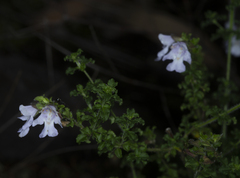 Prostanthera spathulata