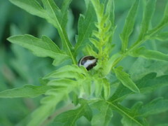 Zygogramma suturalis