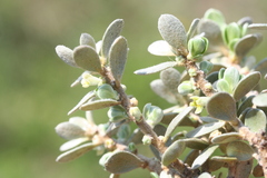 Thymelaea tartonraira