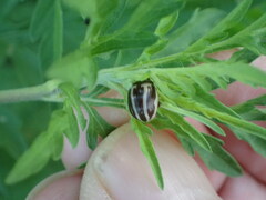 Zygogramma suturalis