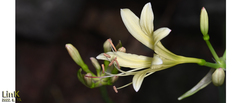 Lycoris flavescens