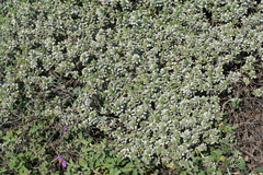 Thymelaea tartonraira