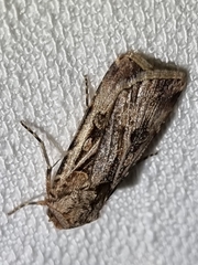 Agrotis munda