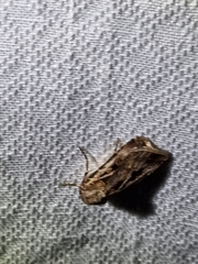 Agrotis munda