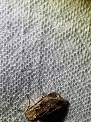 Agrotis munda