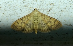 Patania balteata