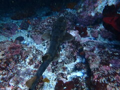 Haploblepharus fuscus