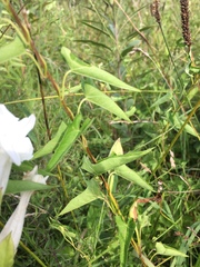 Calystegia sepium angulata
