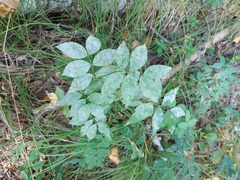 Vicia venosa