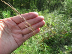 Achnatherum sibiricum
