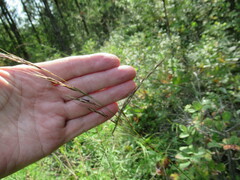 Achnatherum sibiricum