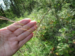 Achnatherum sibiricum