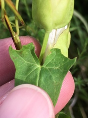 Calystegia sepium angulata