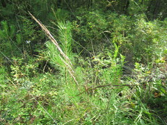 Achnatherum sibiricum