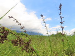 Cladium mariscus mariscus