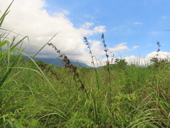 Cladium mariscus mariscus