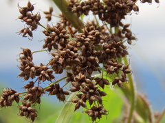 Cladium mariscus mariscus