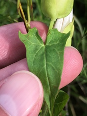 Calystegia sepium angulata