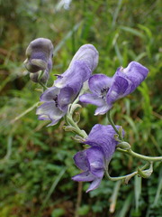 Aconitum formosanum