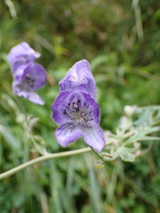 Aconitum formosanum