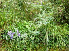 Aconitum formosanum