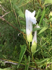 Calystegia sepium angulata