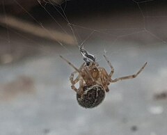Steatoda castanea