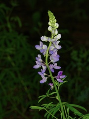 Lupinus neomexicanus