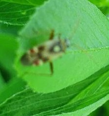 Polymerus vulneratus