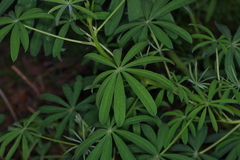 Lupinus neomexicanus