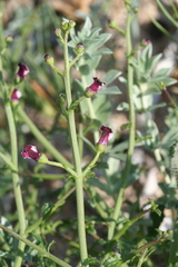 Scrophularia ramosissima