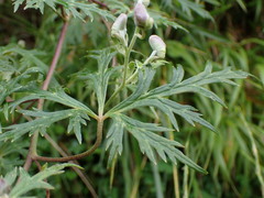 Aconitum formosanum