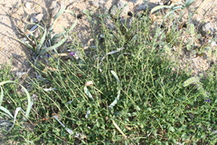 Scrophularia ramosissima