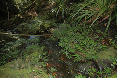 Elatostema reticulatum