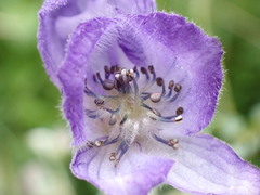 Aconitum formosanum
