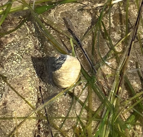 Austrocochlea rudis