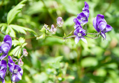 Aconitum degenii