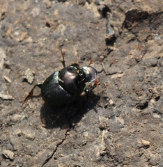 Onthophagus taurus