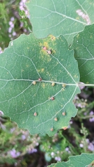 Harmandiola globuli