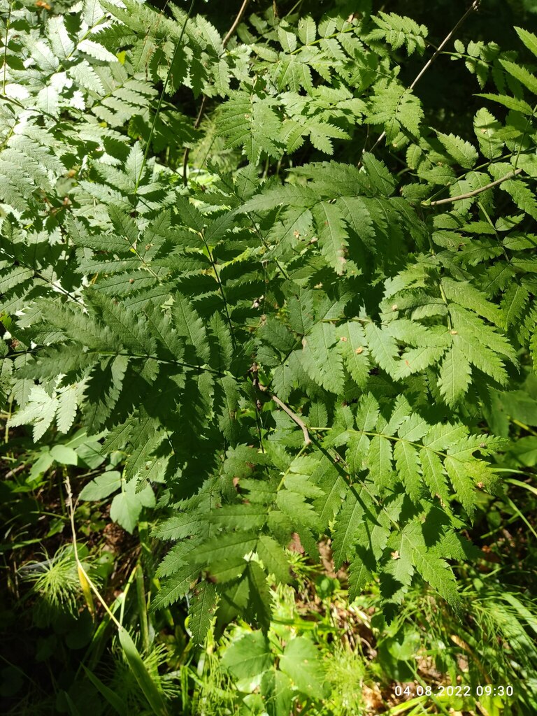 European Mountain Ash From   Large 