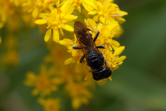 Ectemnius
