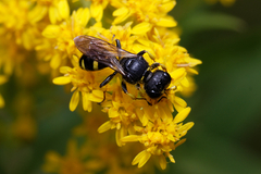 Ectemnius
