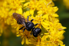 Ectemnius