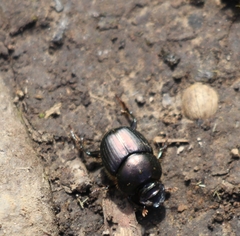 Onthophagus australis