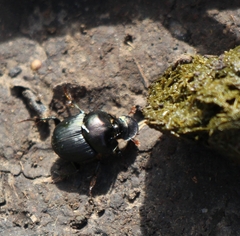 Onthophagus australis