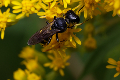 Ectemnius