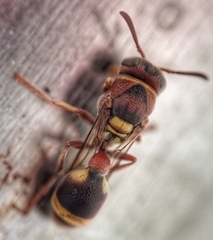 Ropalidia jacobsoni